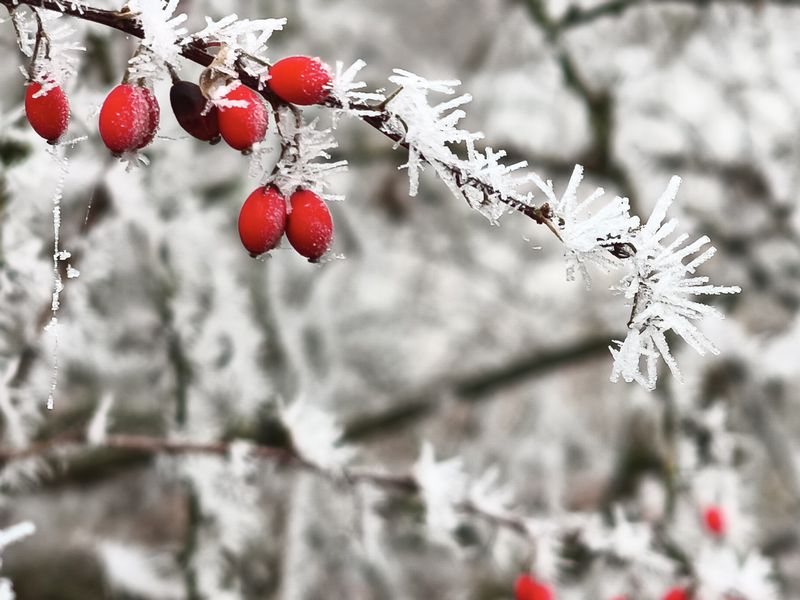 Schneeweiderhof. Reifbilder